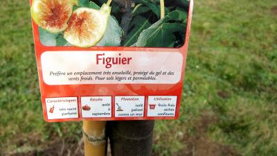 Figuier Madeleine
