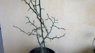 Photo : Poncirus trifoliata ou citronnier épineux