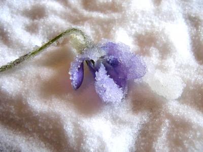 Fleurs cristallisées - 4.1