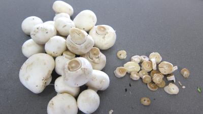 Escalopes de dinde sauce aux morilles - 3.1