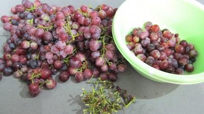 Chutney aux raisins frais - 1.1