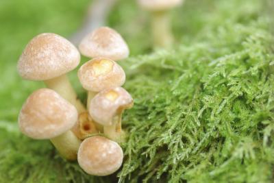 Photo : Armillaire tabescens