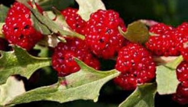 Photo : arroche-fraise