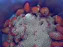Confiture de fraises - 2.2