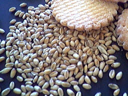 Photo : grains de blé