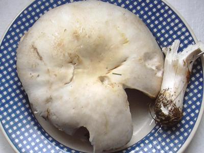 Photo : Agaric