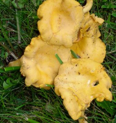 Photo : girolles