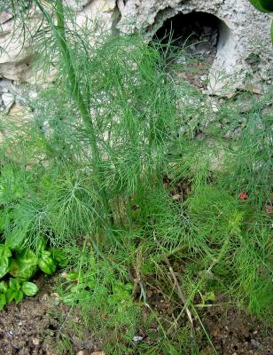 Photo : Un plant d'aneth