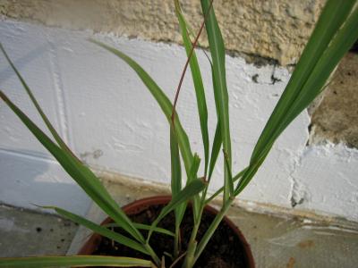 Citronnelle