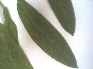 sauge officinale