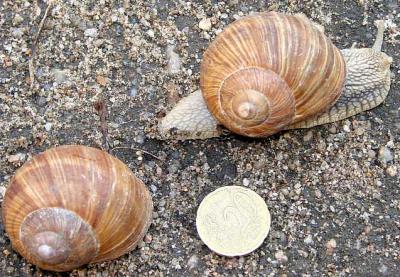 Photo : escargot