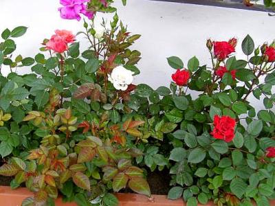 Photo : Rosiers