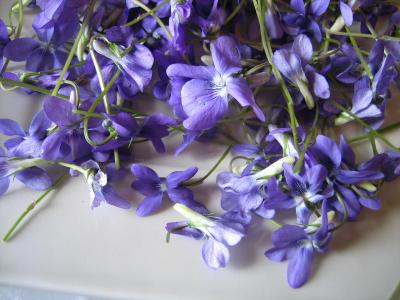 Photo : violettes