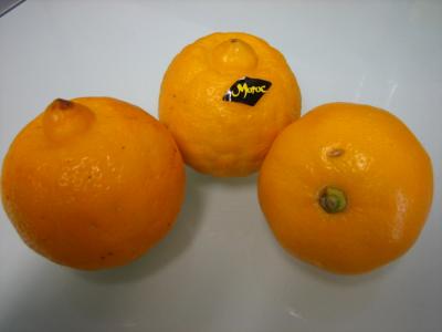 Photo : 3 bergamotes