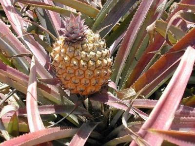Photo : Plant d'ananas