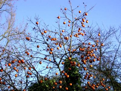 Photo : Le plaqueminier et ses fruits les kakis