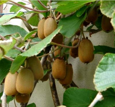 Photo : Une branche de kiwis