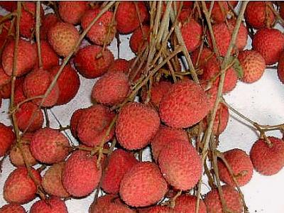 Photo : litchi