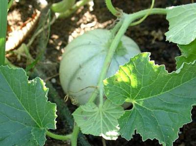 Photo : Plan de melon