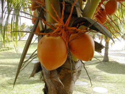 Noix de coco sur son cocotier