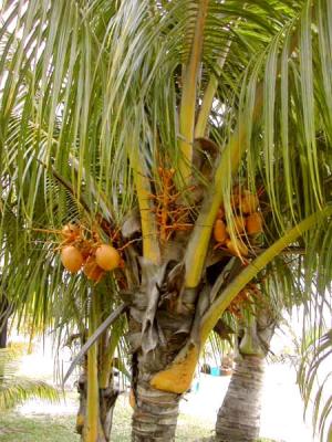 Photo : Noix de coco sur le cocotier
