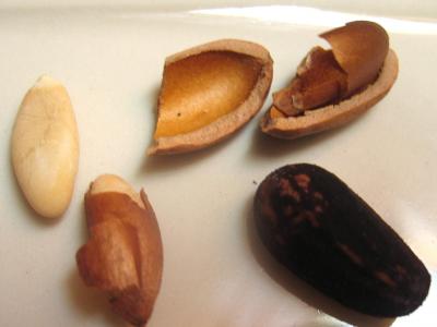 pignon de pin