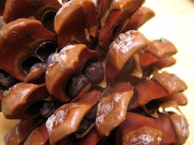 Pomme de pin
