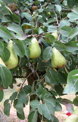 Photo : poirier et ses fruits