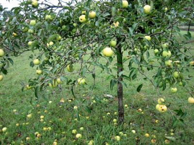 Photo : Pommier