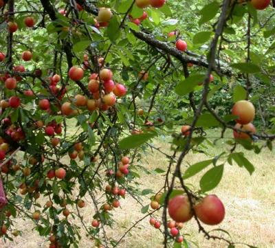 Photo : Les prunes sur un prunier