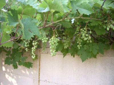Photo : Raisins