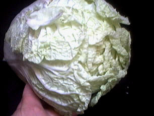 chou blanc chinois