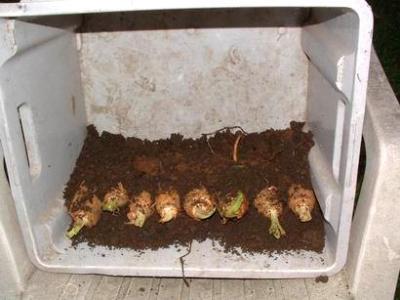couvrir avec une rangée de terre