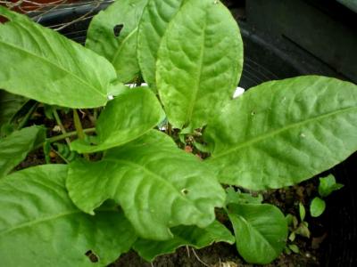 Photo : Plant d'épinards
