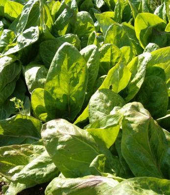 Photo : Plant d'oseille