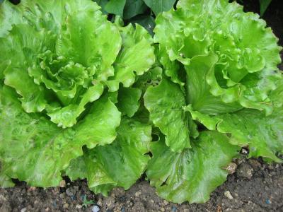 Photo : Plant de batavia