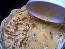 Tarte aux pommes et raisins secs - 13.2