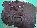 Sapins aux amandes et cacao - 9.1