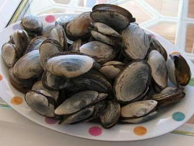 Photo : Assiette de clams