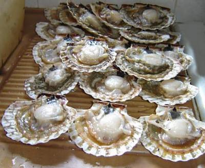 Photo : Coquilles saint Jacques