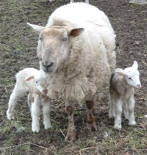 Photo : Agnelet - Agneau de lait