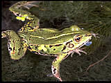grenouille esculenta