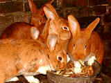 des lapins