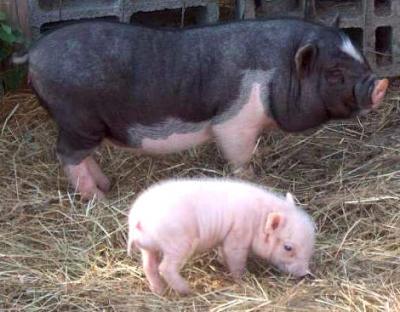 Photo : un porc