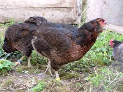 Poules araucana