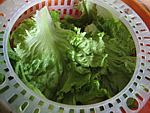 Salade Landaise aux rillettes - 1.3