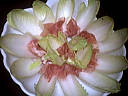 Salade d'endives et jambon - 10.1
