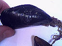 Moules aux carottes - 3.1