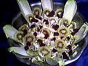 salade de fromages