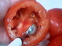 Tomates farcies au jambon - 2.2